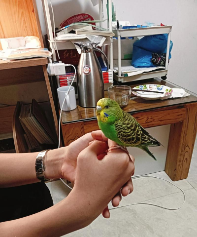 小众送妈妈的花有哪些花