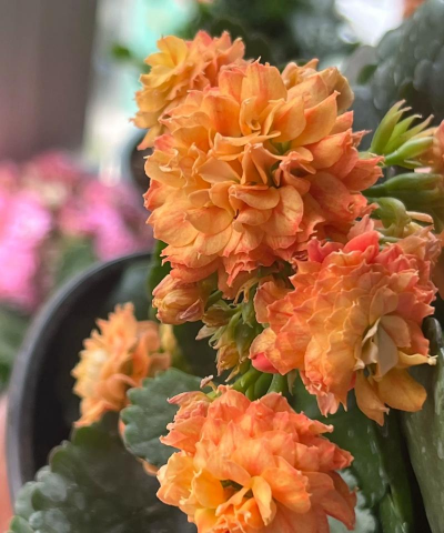 小众送妈妈的花有哪些花