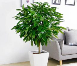 小众送妈妈的花有哪些花