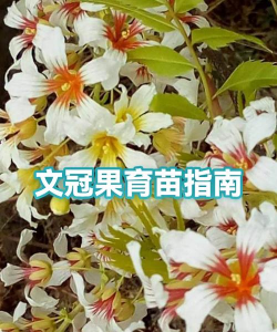 小众送妈妈的花有哪些花