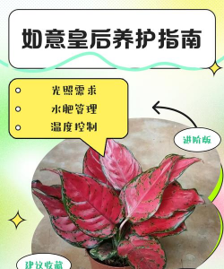 小众送妈妈的花有哪些花