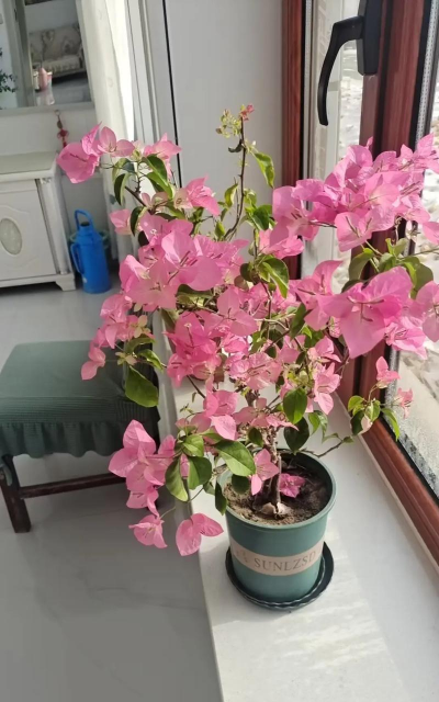 三角梅宫粉勤花吗