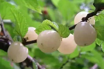 白玉樱桃的功效与作用