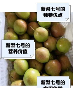 新梨七号品种介绍