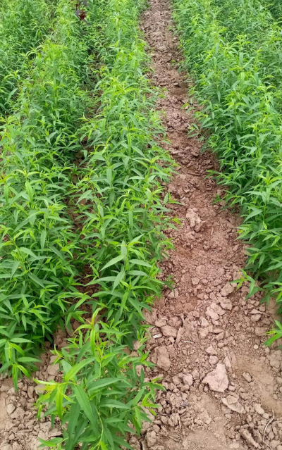 小众送妈妈的花有哪些花