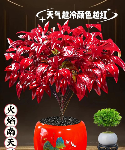 冬天什么盆栽耐寒