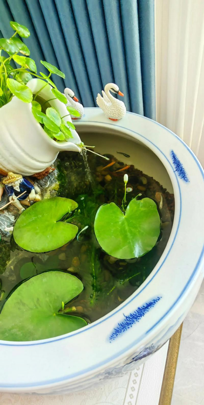 小众送妈妈的花有哪些花