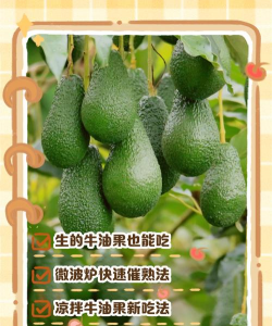 牛油果是硬的能吃吗