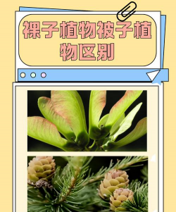 松树是被子植物还是裸子植物