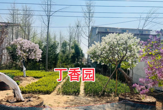 小众送妈妈的花有哪些花