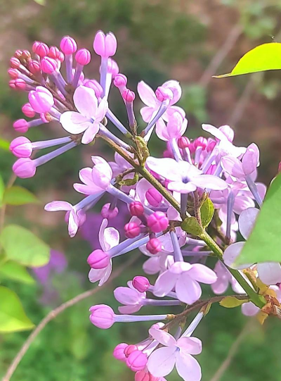小众送妈妈的花有哪些花