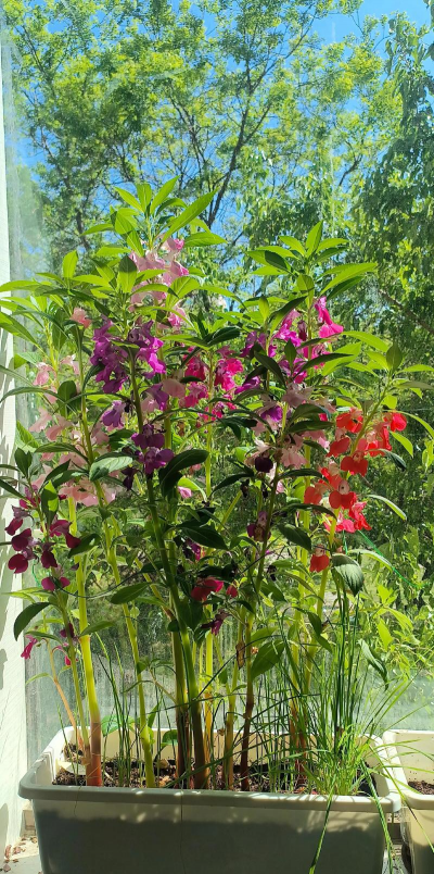 小众送妈妈的花有哪些花