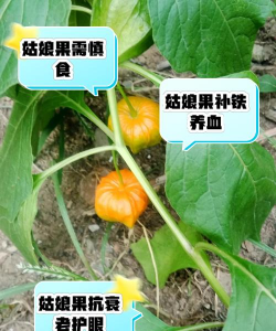 小众送妈妈的花有哪些花