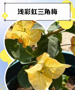 小众送妈妈的花有哪些花