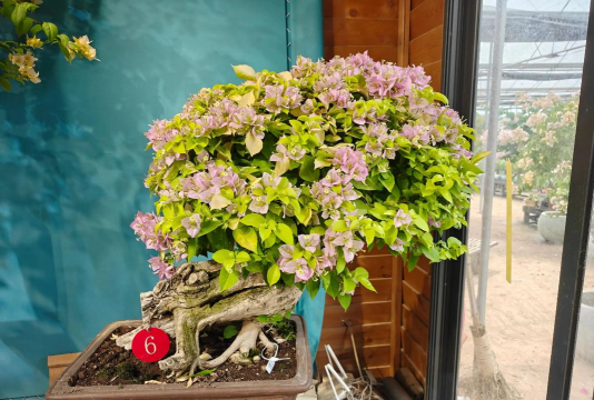 小众送妈妈的花有哪些花