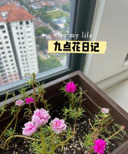 小众送妈妈的花有哪些花