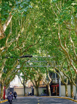 小众送妈妈的花有哪些花