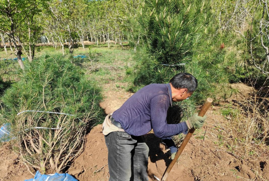 小众送妈妈的花有哪些花