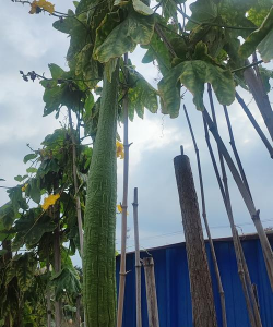 丝瓜是什么季节的菜