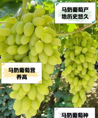 马奶葡萄功效与作用 马奶葡萄营养价值