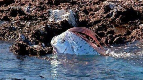 小众送妈妈的花有哪些花