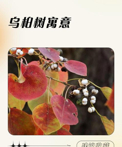 乌桕寓意和象征