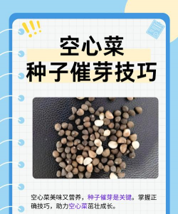 空心菜种子怎么种