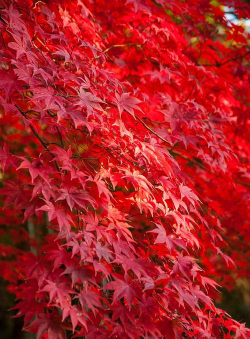 哪种红枫四季红色