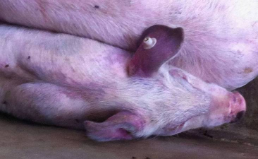 小众送妈妈的花有哪些花