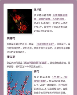 小众送妈妈的花有哪些花
