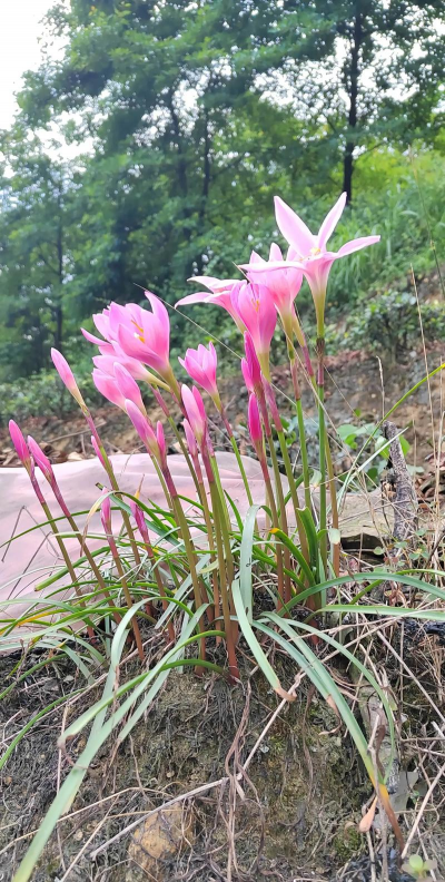 小众送妈妈的花有哪些花