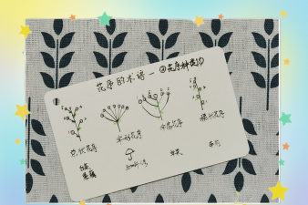 小众送妈妈的花有哪些花