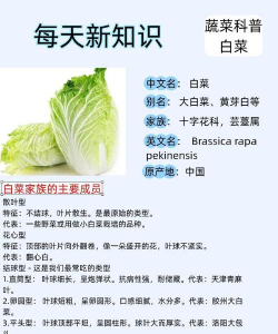 白菜属于什么科