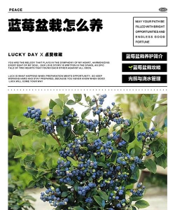 盆栽蓝莓的养殖方法和注意事项 盆栽蓝莓的养殖方法和注意事项