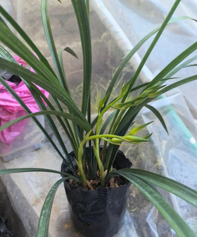 小众送妈妈的花有哪些花