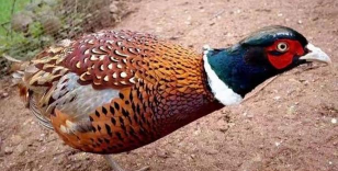 小众送妈妈的花有哪些花