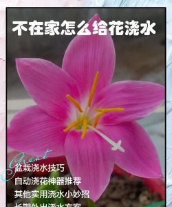 小众送妈妈的花有哪些花