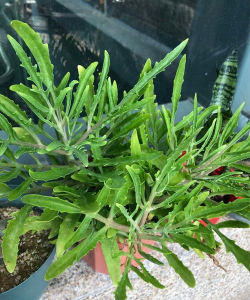 小众送妈妈的花有哪些花