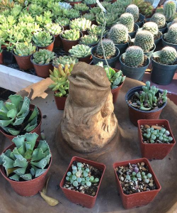 小众送妈妈的花有哪些花