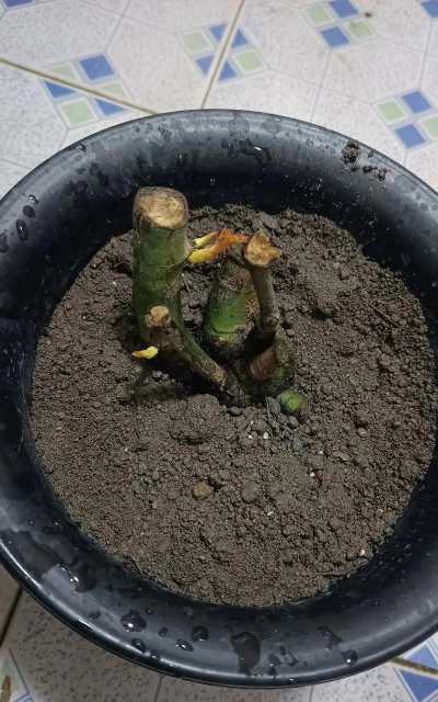 小众送妈妈的花有哪些花