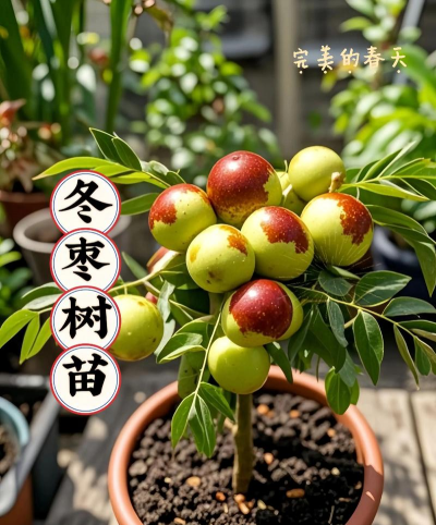 刚栽枣树苗多久浇一次水