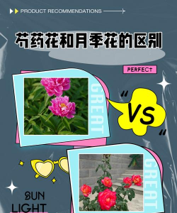 小众送妈妈的花有哪些花