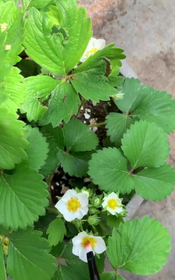 小众送妈妈的花有哪些花