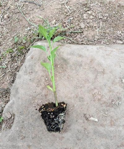 小众送妈妈的花有哪些花