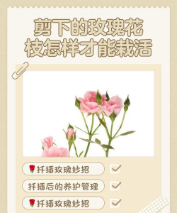 小众送妈妈的花有哪些花
