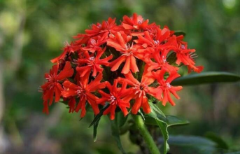 小众送妈妈的花有哪些花