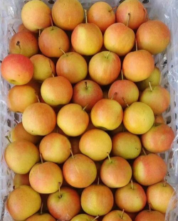 南果梨的产地在哪