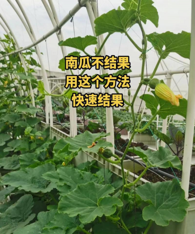 南瓜光长蔓不结果是什么肥施多了