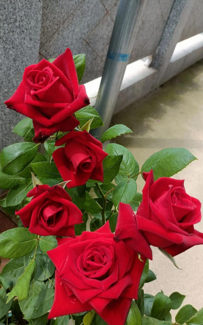 卡罗拉是玫瑰还是月季