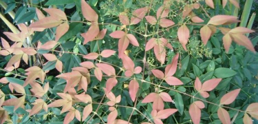 双子叶植物叶的脉序通常为